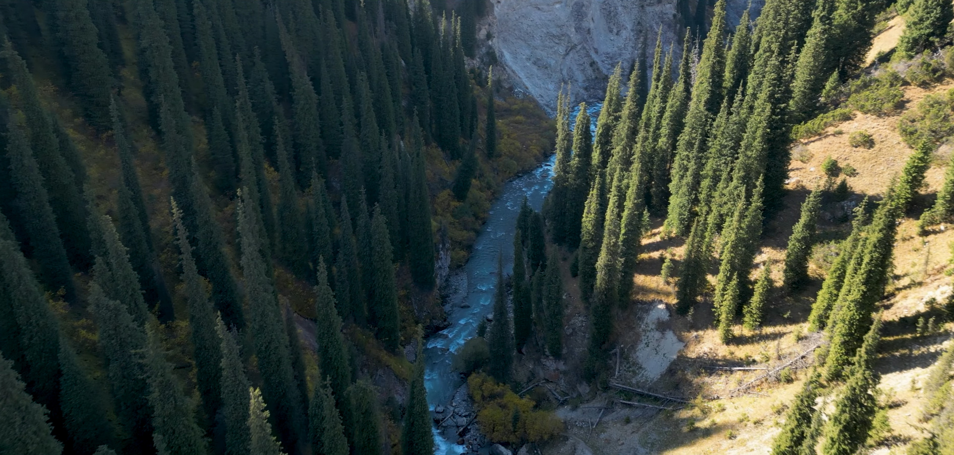 Altyn Arashan forest